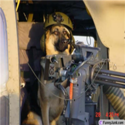 Army Dog Roblox decal