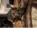 Only the cool dogs