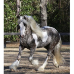 ||Wildflower horse academy||