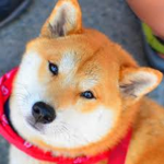 Save Dogs!