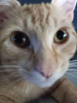 Jmonkey Studios