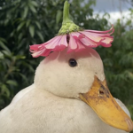 River of Ducks
