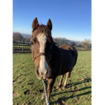 prettyhorses