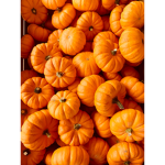 --[pumpkin clan group]--