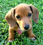 WENIER DOG LOVERS