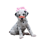 Adopt_me_Fan:)