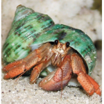 Amos The Hermit Crab Fan Group