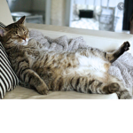 CAT PEOPLE ONLY!!!