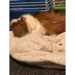 I rip my bunny