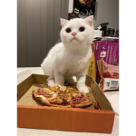 Pinapple on Pizza