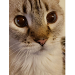 Funny cat group :D