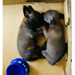 Save animals and keep them safe -hopeforpaws Y.T