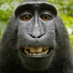monkey clothing groups