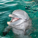 Flipper Inc
