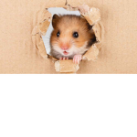 hamster palace