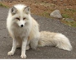 The Elemental Sly Foxes