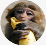 Banana monkeys United!!!!