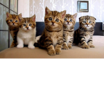 Kitty Fam for Kitties!