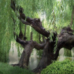 willow’s tree