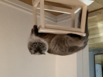 Max the cat studios