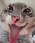hawxraa