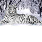 snow tigers tigers