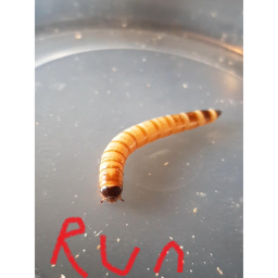 Superworm attack