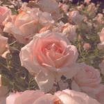 The Flower world