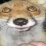 Ritz_987’s FOX PACK