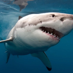 Blood sharkz