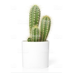 Cactus Crew!