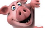 Pigs United!!!!!!
