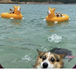 Corgi Club!!