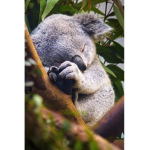 Cute Koala Community