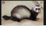 The ferret group...
