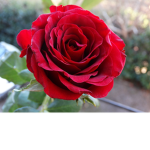 Rose Cafe~