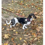cute dachshund group