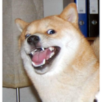 Mad doggos