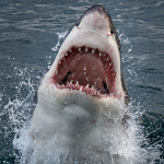 Shark99