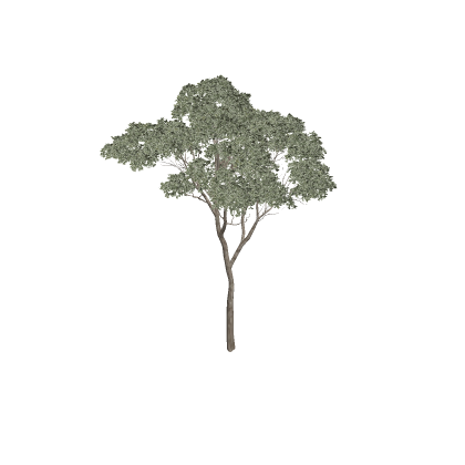 Jungle Tree