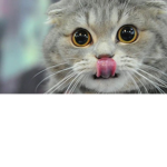 Kitty's Klothing