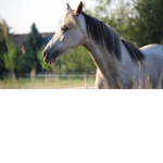 Hest is the Best GROUP
