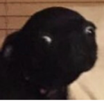 The awesome pug group