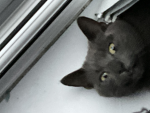 ~{Kittens}~