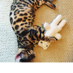 benji the cat