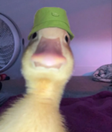 SeñorDuck