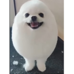 eggdog group/army