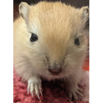 Gerbil Studios