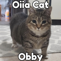 Oiia Cat Obby