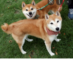 Doge pug army